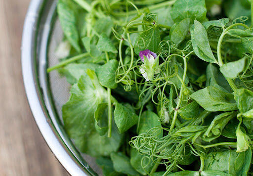 Pea Sprouts