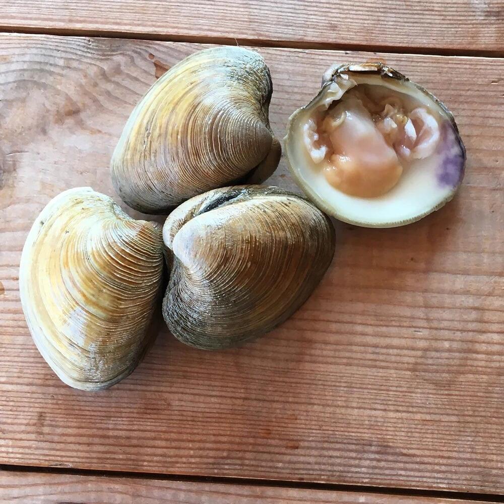 Clam