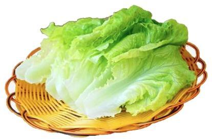 Lettuce